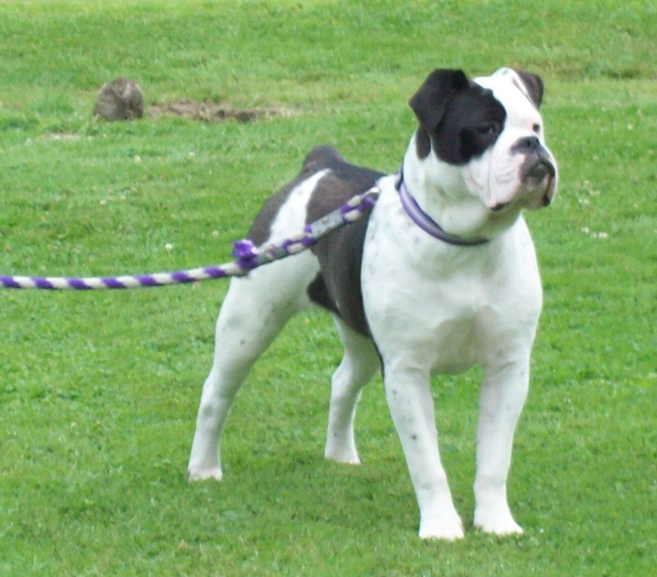 Sophie olde english bulldogge 8 months old