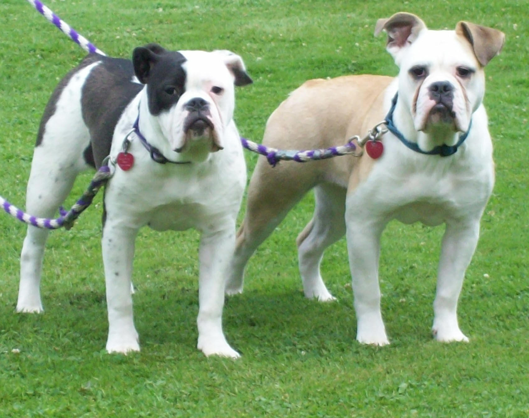 Sophie & Chloe 8 months old olde english bulldogges